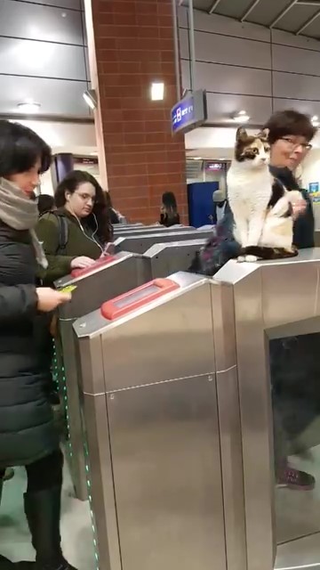 喵站長「坐鎮驗票」超老練！嫌旅客動作慢：唉唉後面塞車了啦～