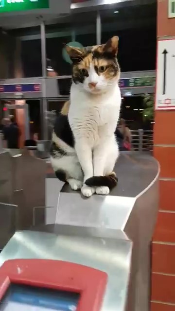 喵站長「坐鎮驗票」超老練！嫌旅客動作慢：唉唉後面塞車了啦～