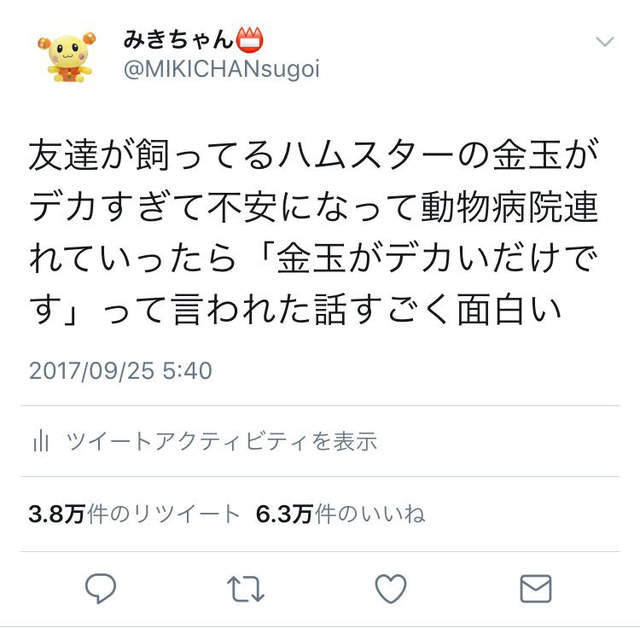 倉鼠身上「2顆怪怪的東西」太巨大　飼主急找獸醫卻被告知爆笑答案 
