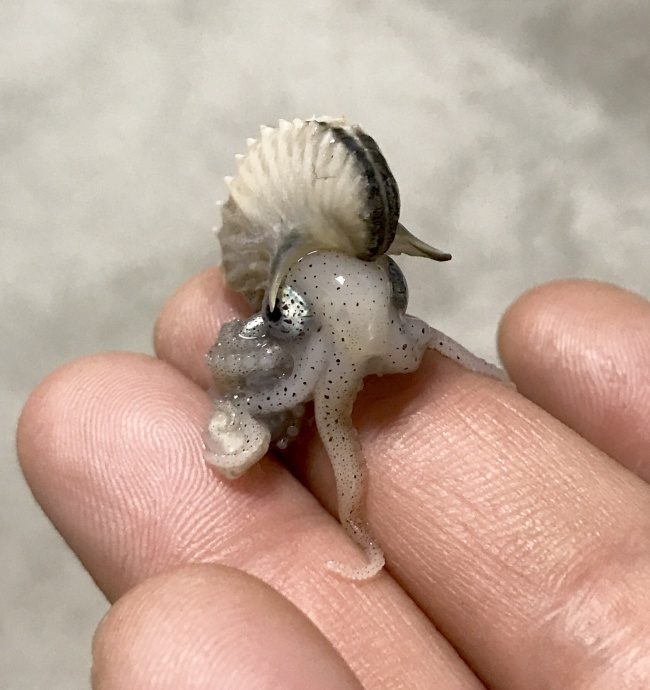 23隻「一生最多只能看到一次」的超神奇動物　粉紅胖胖魚有巫婆的大鼻子！