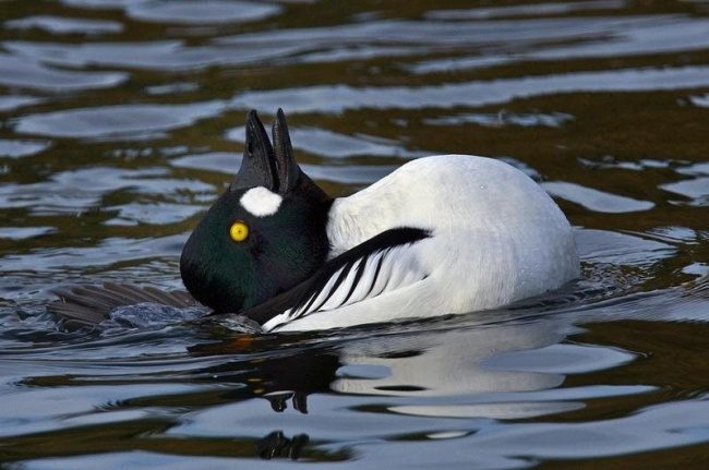 23隻「一生最多只能看到一次」的超神奇動物　粉紅胖胖魚有巫婆的大鼻子！