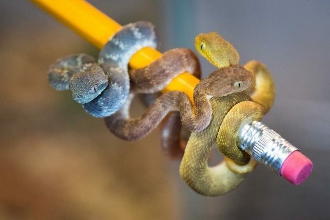 23隻「一生最多只能看到一次」的超神奇動物　粉紅胖胖魚有巫婆的大鼻子！