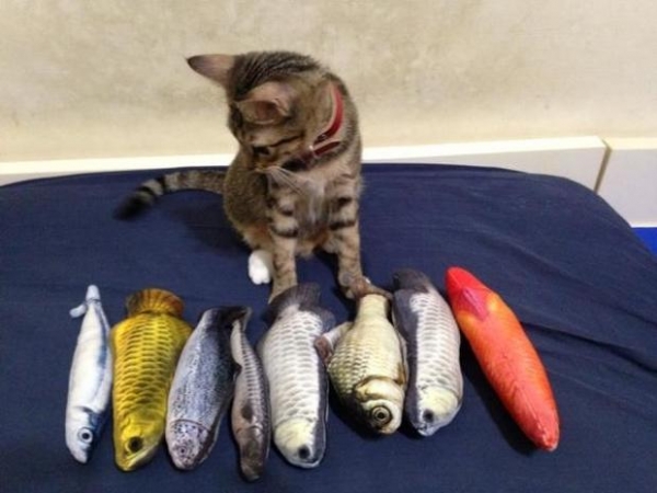 看著貓主子這麼愛魚魚抱枕，於是奴才又買了一堆送給牠，結果貓貓最後的反應讓人心都融化了～