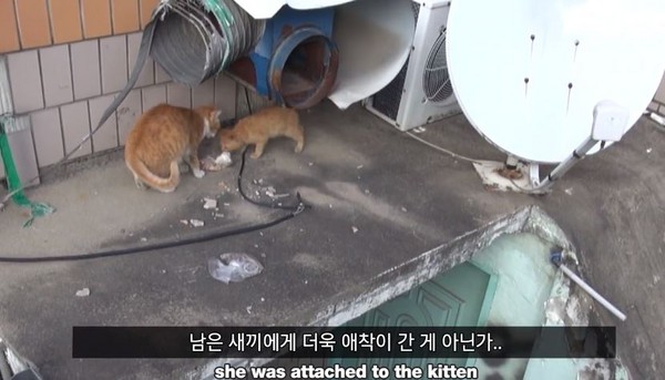 明明很餓也不吃…浪貓拿到飯飯「整包叼走」　偷偷跟蹤才發現超催淚一幕