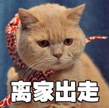 顏色不一樣捏！貓爸冷冷「斜眼看小奶貓」：這不是我的種...