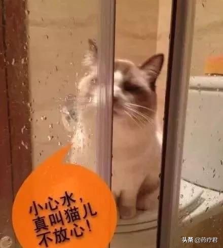  貓咪為什麼愛看男人洗澡，馬未都一語道破玄機！