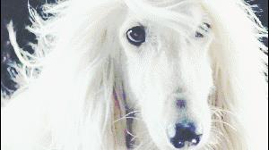 這麼拉風的阿富汗獵犬，就該被禁養