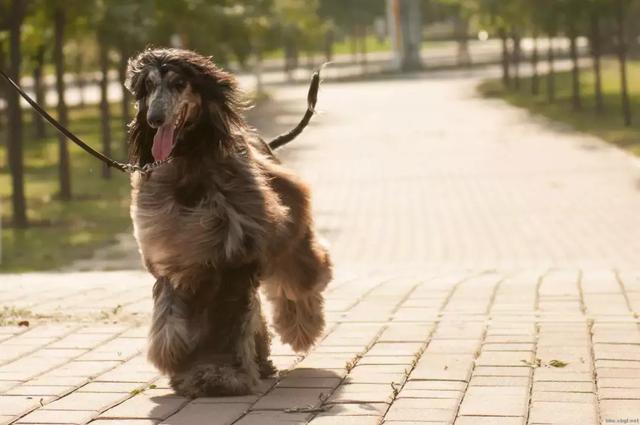 這麼拉風的阿富汗獵犬，就該被禁養