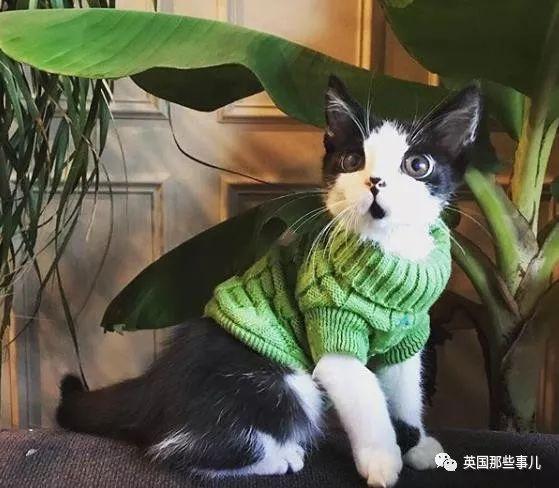 「罕病大眼貓」需要一直穿衣服！新媽不放棄「養成美貓」：它超會撒嬌