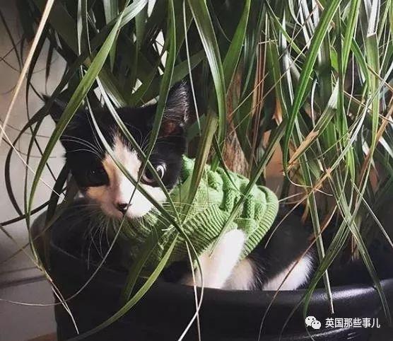 「罕病大眼貓」需要一直穿衣服！新媽不放棄「養成美貓」：它超會撒嬌