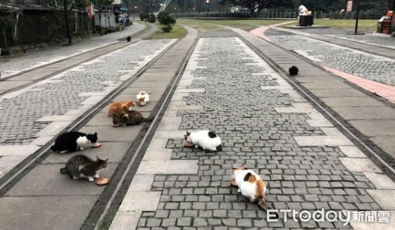影／新北猴硐爆發貓瘟「過年勿帶家貓」　動保處：若擴散考慮封村