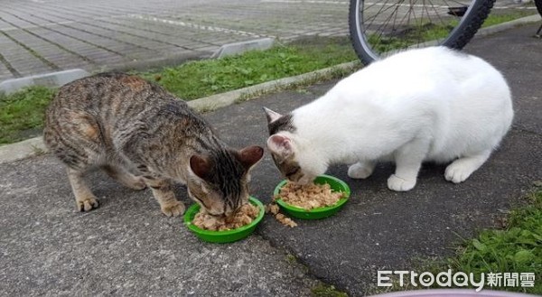 影／新北猴硐爆發貓瘟「過年勿帶家貓」　動保處：若擴散考慮封村