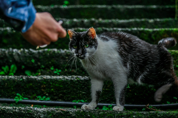 影／新北猴硐爆發貓瘟「過年勿帶家貓」　動保處：若擴散考慮封村