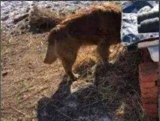 金毛被偷，2年後主人偶遇到金毛，金毛發現主人就叼出珍貴食物，主人感動大哭