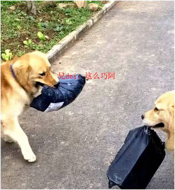 金毛給主人拿快遞，路上偶遇同伴，兩隻狗狗相遇情景讓人笑噴：和人類一樣