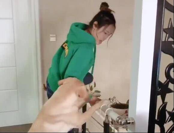 女主人假意跳樓，拉布拉多急忙拉住主人，當換成男主人時，狗狗：你怎麼還不跳？