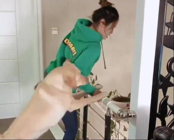 女主人假意跳樓，拉布拉多急忙拉住主人，當換成男主人時，狗狗：你怎麼還不跳？
