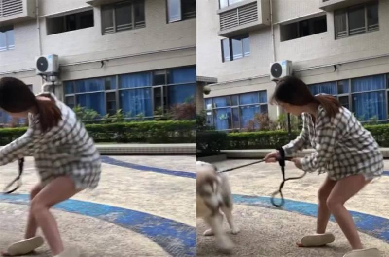 女主人樓下遛阿拉斯加，剛下樓就摔倒被氣哭，網：風一樣的大傻狗