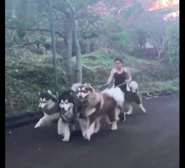 女主人樓下遛阿拉斯加，剛下樓就摔倒被氣哭，網：風一樣的大傻狗