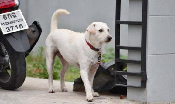 慶祝失蹤愛犬回家！泰男擺流水席任人吃，鄰居:誰能比他更愛狗