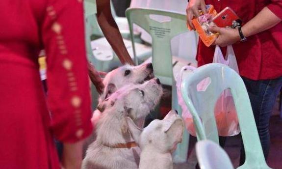 慶祝失蹤愛犬回家！泰男擺流水席任人吃，鄰居:誰能比他更愛狗