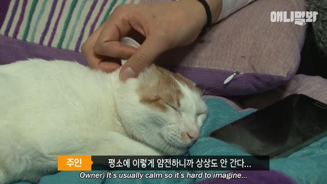 「陪睡抓傷主人」好失控！「睡著就變惡魔」醫生嘆：牠有陰影...