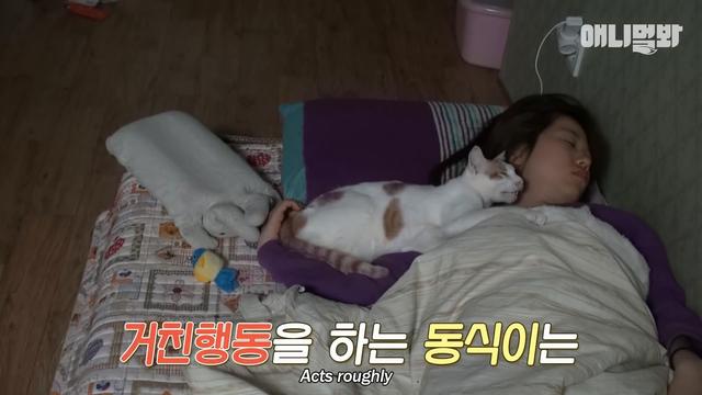 「陪睡抓傷主人」好失控！「睡著就變惡魔」醫生嘆：牠有陰影...