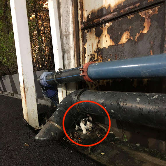 狗狗散步「發現失明小喵」　計程車拒載「馬麻妙招送醫」網贊：遇到好人家！