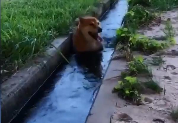 柴犬狗狗在鄉下玩出了讓鏟屎官乾瞪眼的新花樣，這麼作會被揍吧