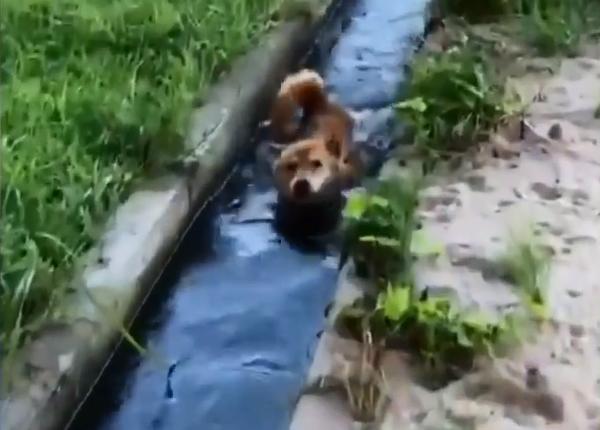 柴犬狗狗在鄉下玩出了讓鏟屎官乾瞪眼的新花樣，這麼作會被揍吧