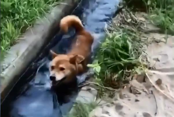 柴犬狗狗在鄉下玩出了讓鏟屎官乾瞪眼的新花樣，這麼作會被揍吧