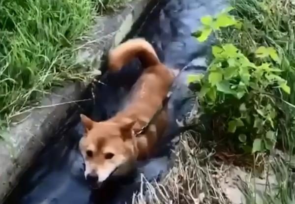 柴犬狗狗在鄉下玩出了讓鏟屎官乾瞪眼的新花樣，這麼作會被揍吧