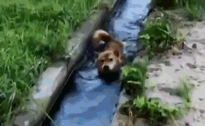 柴犬狗狗在鄉下玩出了讓鏟屎官乾瞪眼的新花樣，這麼作會被揍吧