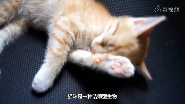 為什麼家中的喵星人這麼愛舔你，原來是因為＿＿＿！ 網友：「不枉費我辛苦伺候了！」