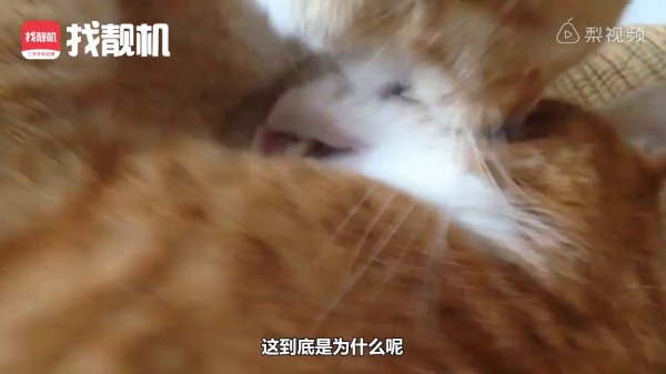 為什麼家中的喵星人這麼愛舔你，原來是因為＿＿＿！ 網友：「不枉費我辛苦伺候了！」