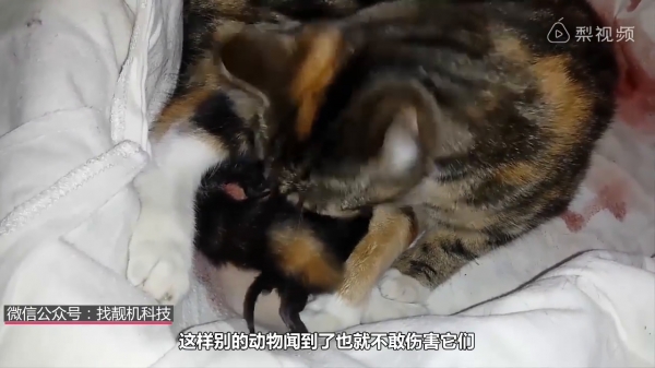 為什麼家中的喵星人這麼愛舔你，原來是因為＿＿＿！ 網友：「不枉費我辛苦伺候了！」