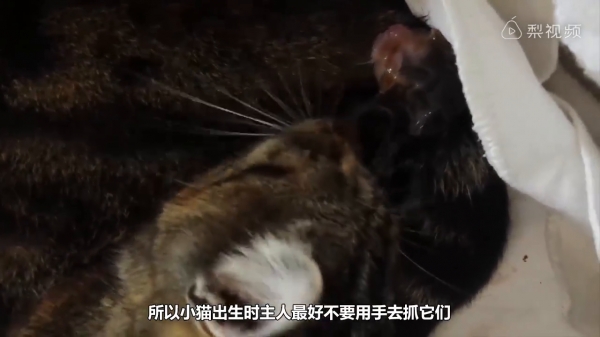 為什麼家中的喵星人這麼愛舔你，原來是因為＿＿＿！ 網友：「不枉費我辛苦伺候了！」