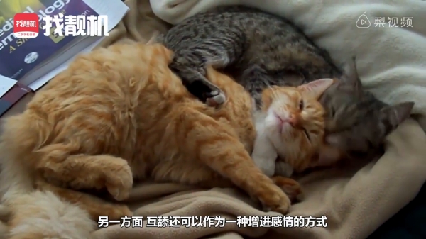 為什麼家中的喵星人這麼愛舔你，原來是因為＿＿＿！ 網友：「不枉費我辛苦伺候了！」