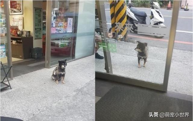 今天生意不好？黑柴坐超市門口等吃，脖子上的掛牌笑翻網友