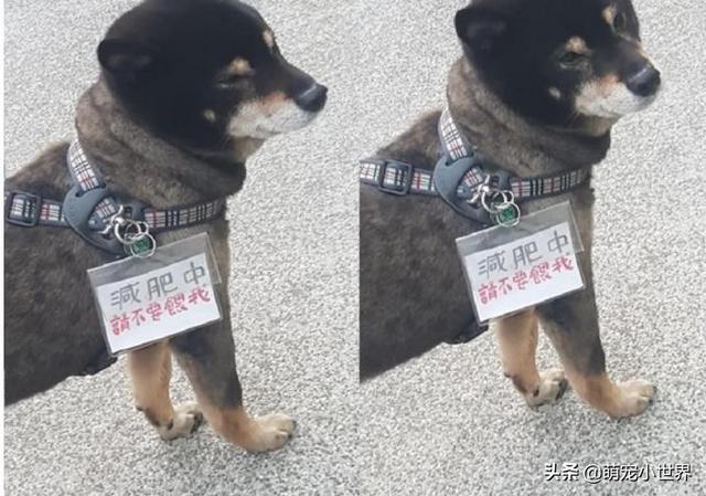 今天生意不好？黑柴坐超市門口等吃，脖子上的掛牌笑翻網友