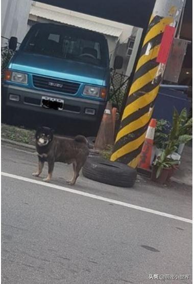 今天生意不好？黑柴坐超市門口等吃，脖子上的掛牌笑翻網友