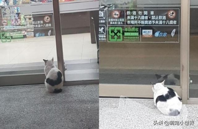 今天生意不好？黑柴坐超市門口等吃，脖子上的掛牌笑翻網友
