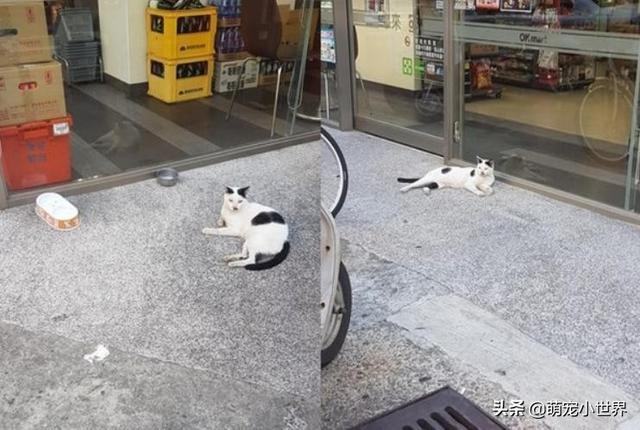 今天生意不好？黑柴坐超市門口等吃，脖子上的掛牌笑翻網友
