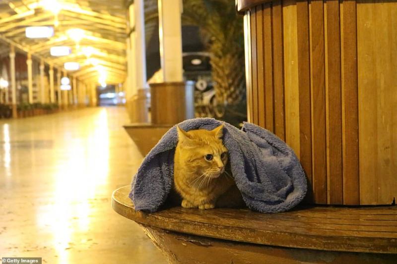 深夜「到處找浪浪」不畏寒流！暖醫生「毯子送不完」：叔叔幫你們蓋被被～