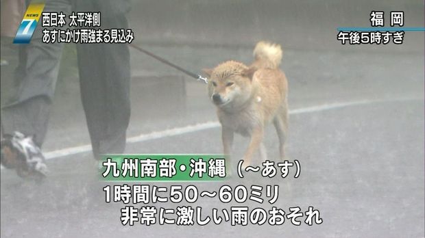 柴柴暴風雨堅持「跟主人出門散步」　留守柯基看到嚇歪：你們484傻？