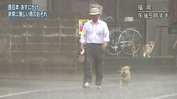 柴柴暴風雨堅持「跟主人出門散步」　留守柯基看到嚇歪：你們484傻？