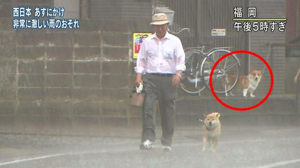 柴柴暴風雨堅持「跟主人出門散步」　留守柯基看到嚇歪：你們484傻？