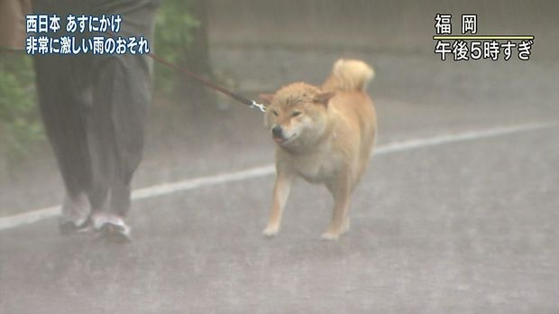 柴柴暴風雨堅持「跟主人出門散步」　留守柯基看到嚇歪：你們484傻？