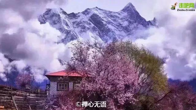 林芝最美的季節即將來臨，這一份超全賞花攻略，請收好！