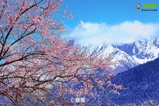 林芝最美的季節即將來臨，這一份超全賞花攻略，請收好！